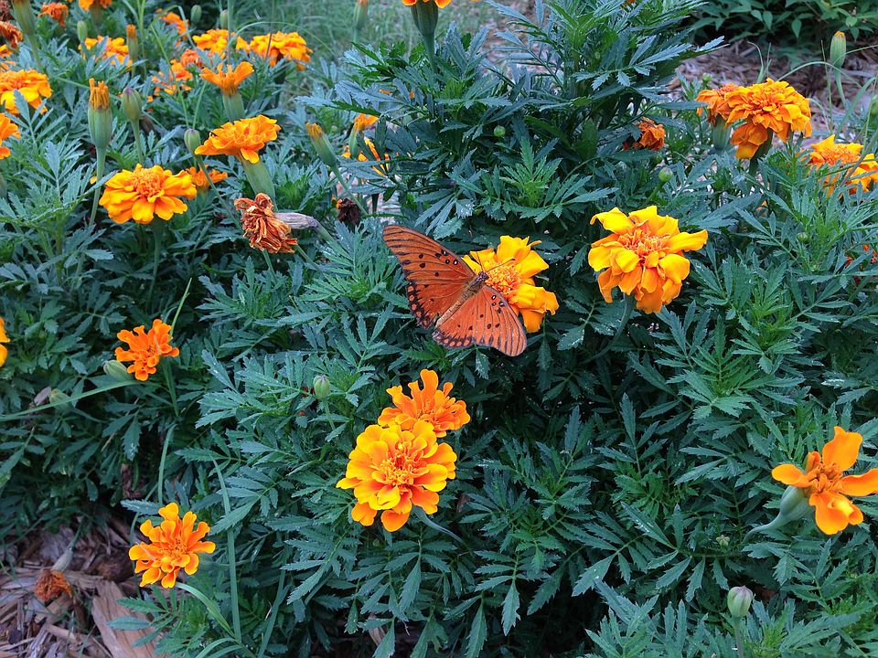 Garden Out Front