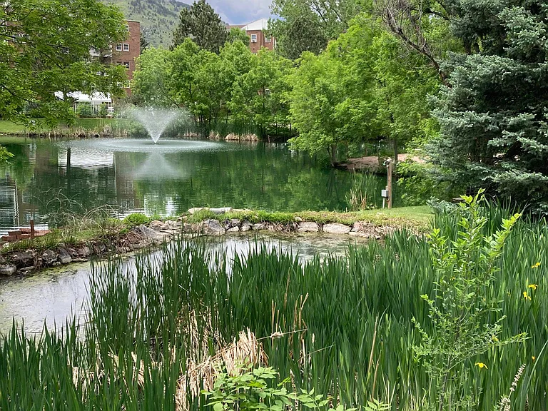 Golden Cir — Photo 17