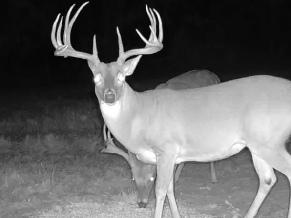 County Road 2737, Naples, TX 75568