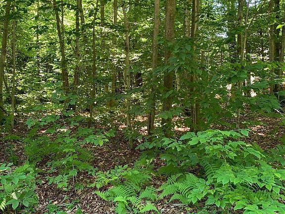5th image of Mountainside Dr