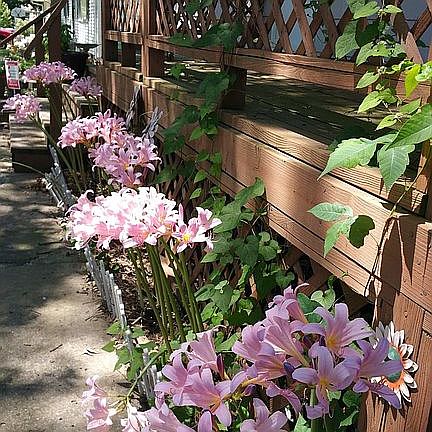 Spring EVERY year! 