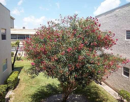 court yard