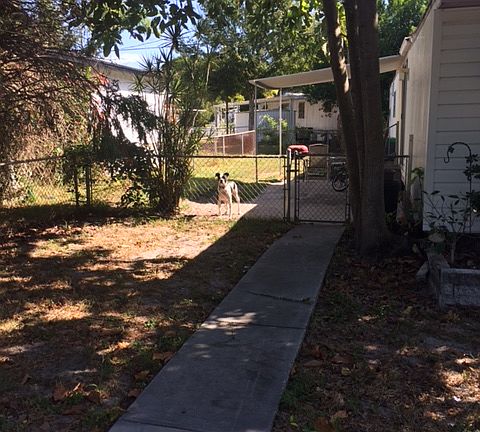 Fenced in yard 