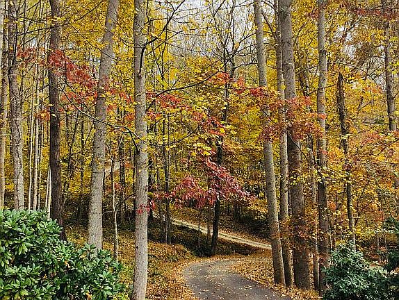 Driveway -Autumn