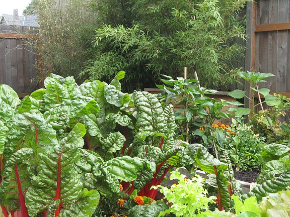backyard garden