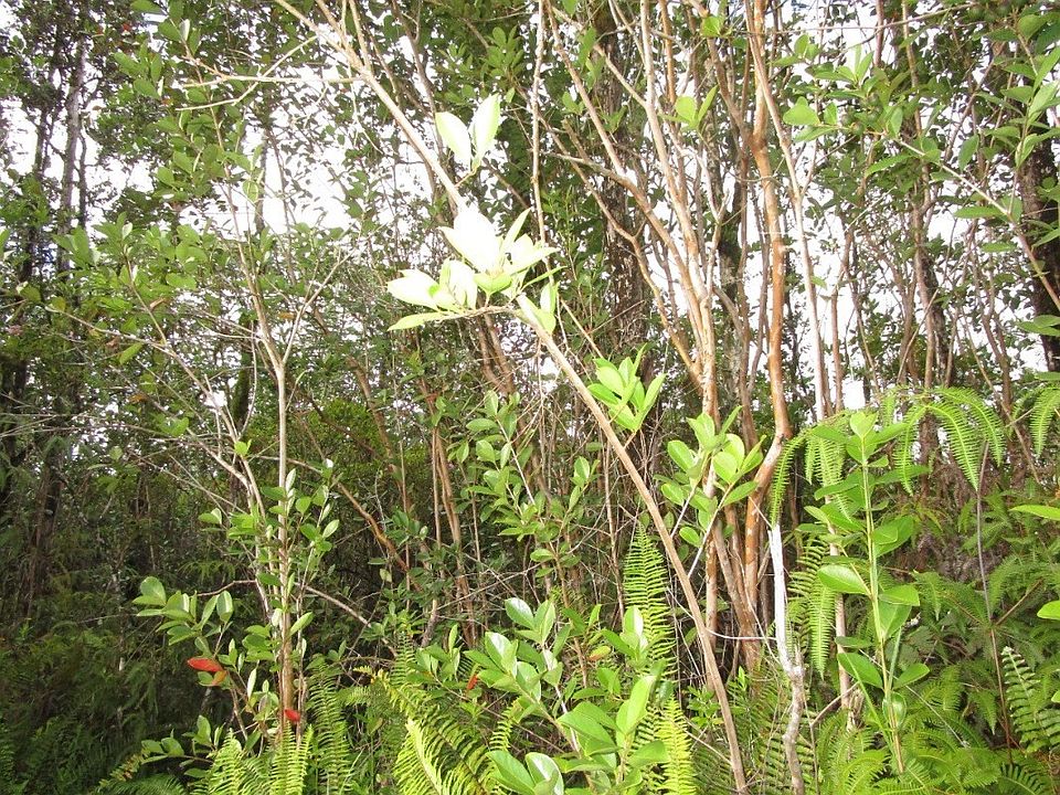 1st image of 29th Avenue Poni Moi Lot 265