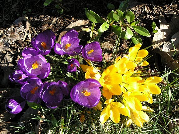 Crocus in Spring