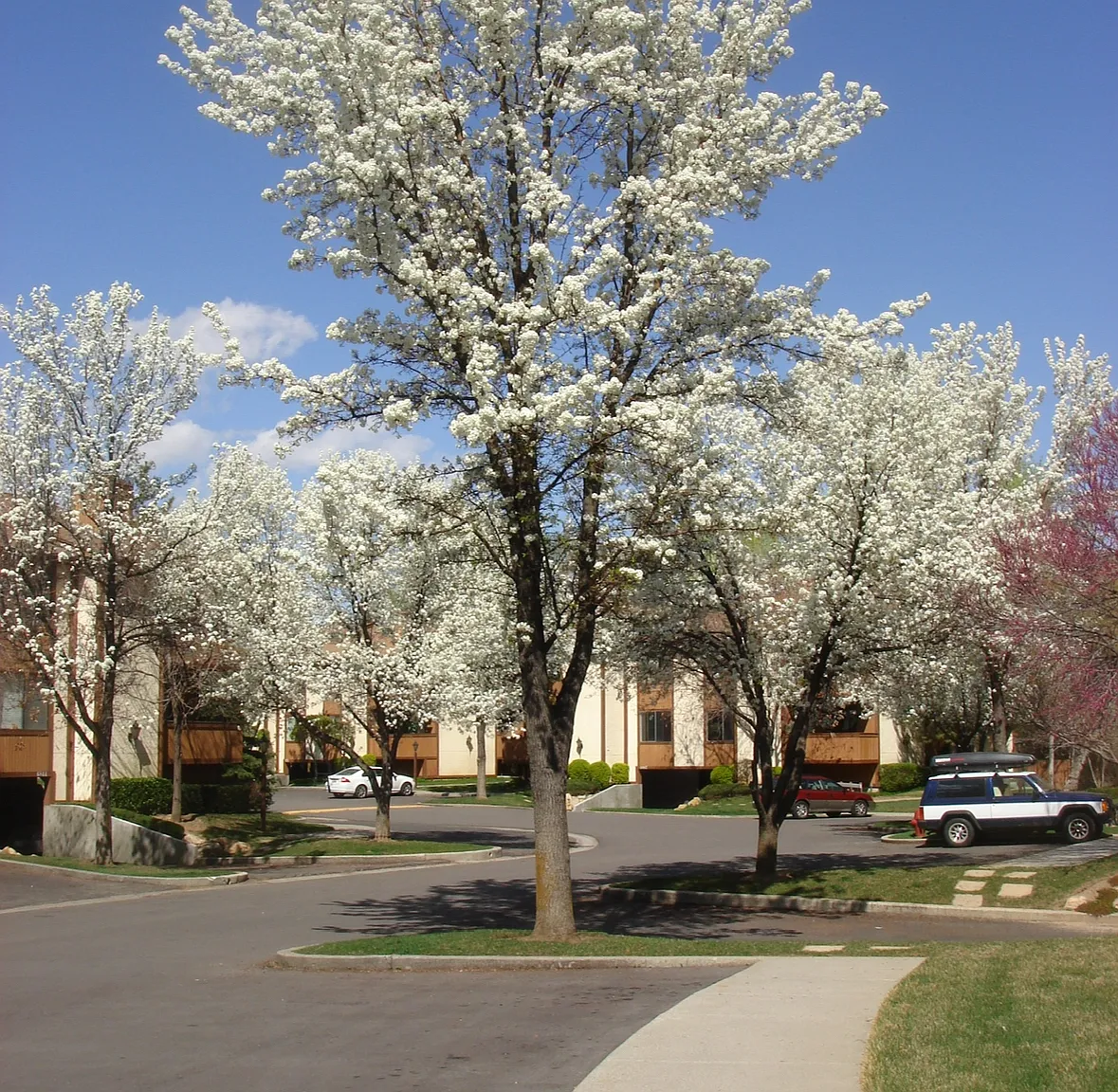 2 bed, 800 sqft, $1,550 — Photo 1