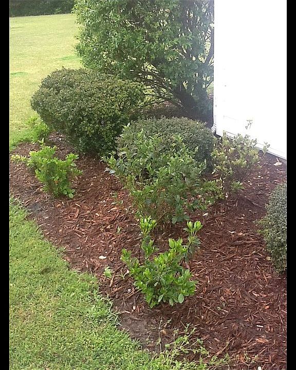 Manicured green lawn