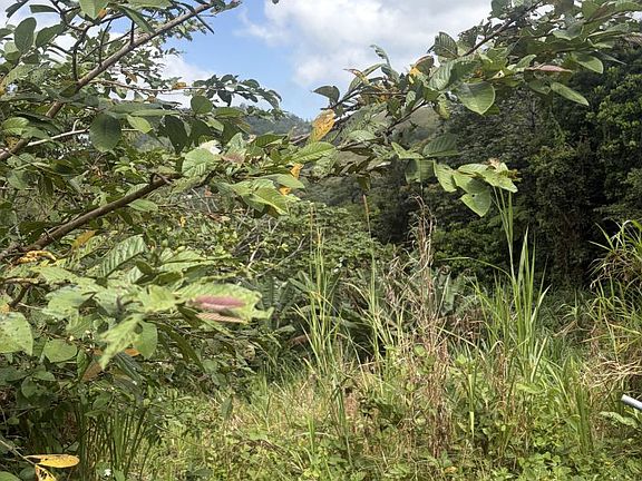 4th image of Bo Quebradillas Carr 773 Km 1.1 Int Batas