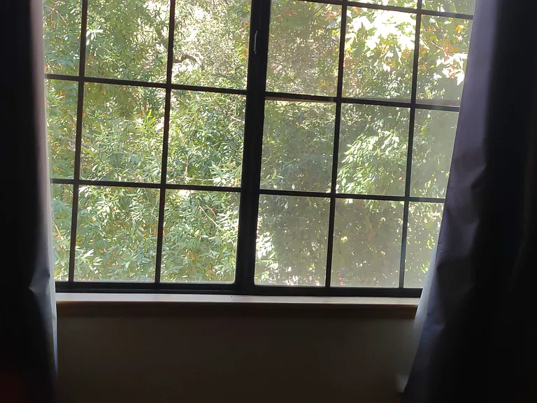 View of trees through one of two large iving room windows