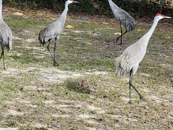 Lots of birds and wildlife .