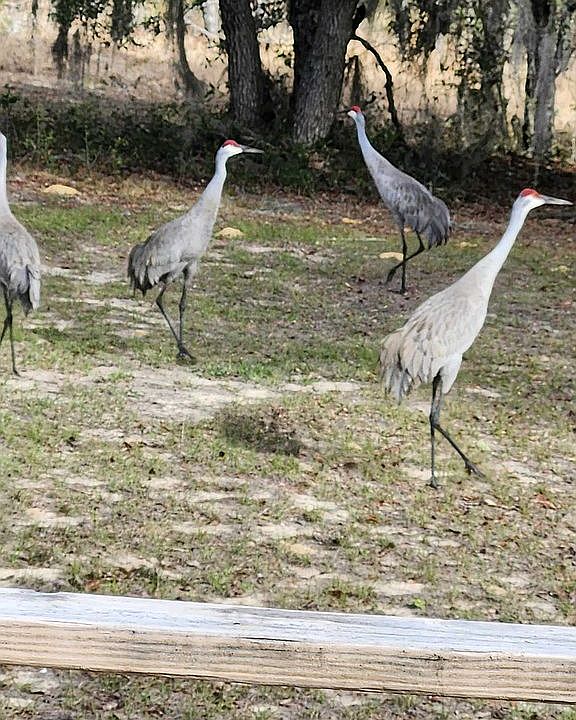 Lots of birds and wildlife .