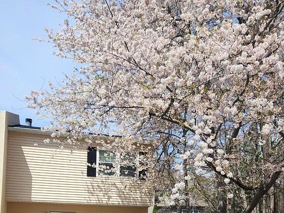 Front cherry tree in bloom, early April.