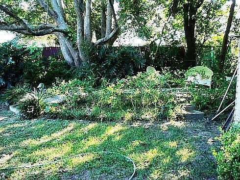Mature Landscaping
