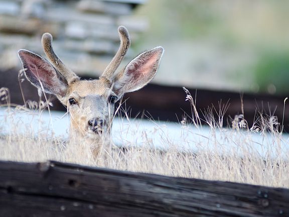 Deer On the Roof