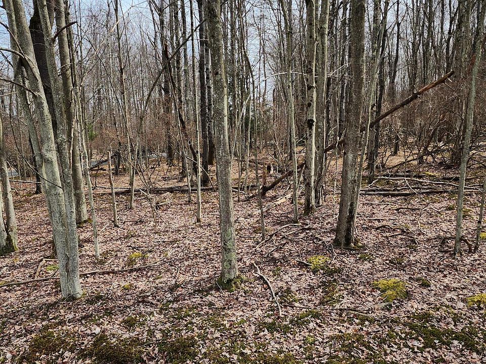 1st image of Snowshoe Cir