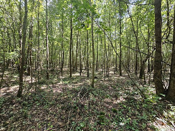 The dense young natural hardwood throughout most of the property provides ideal cover for deer.