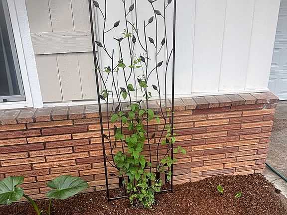 Clematis - just because!