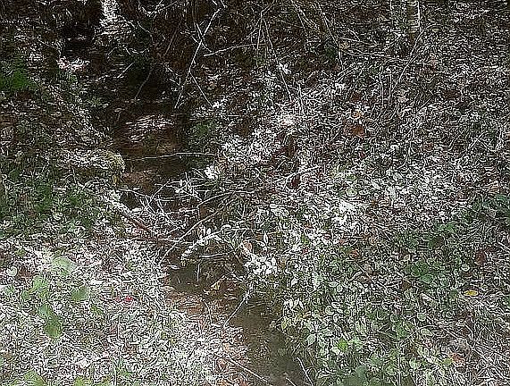 3rd image of 503 Carson Woods Rd