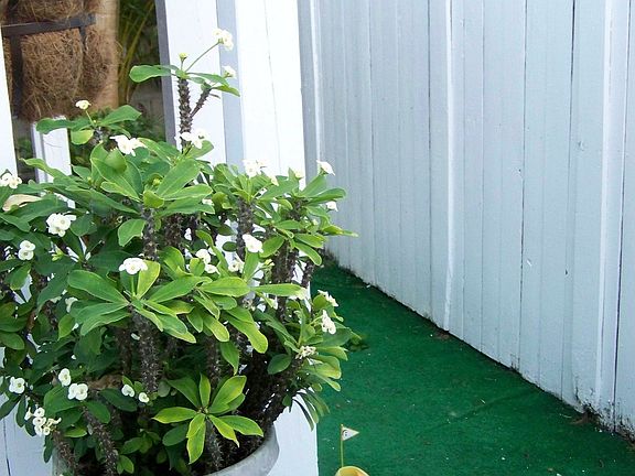 Mini  putting green!