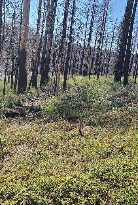 2nd image of 5406 Wooded Glen Dr