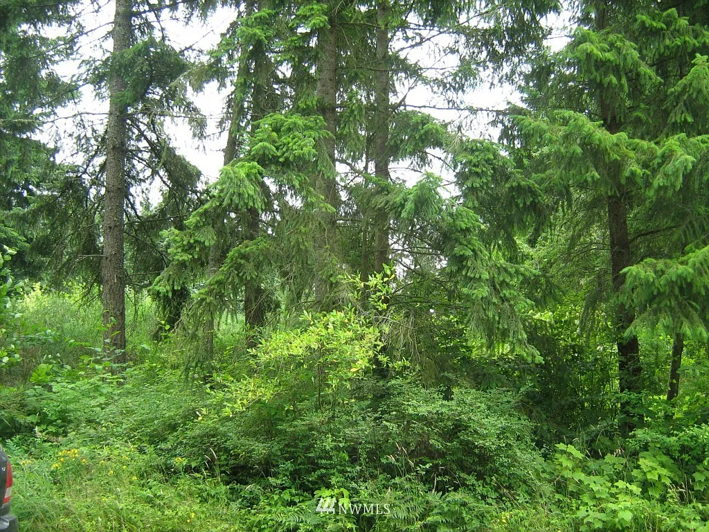0 XXX Tipsoo Loop S photo 1