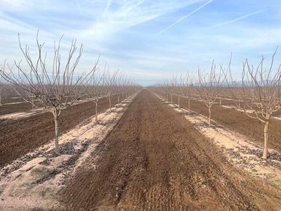 Avenue 204, Strathmore, CA, 93267