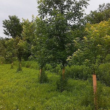 Maple, Oak, Sweet gum+