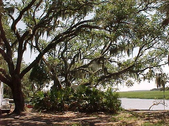 Gorgeous live oaks 