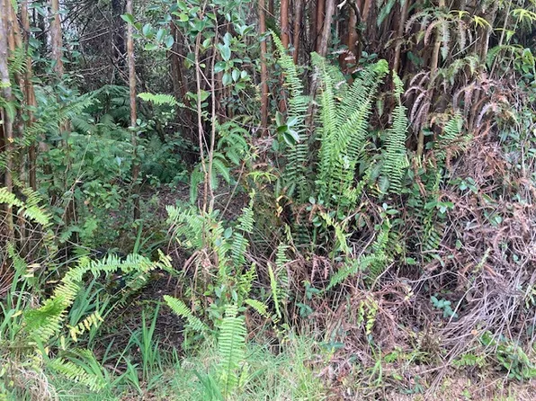 Road 5 Lot 286, Volcano, HI 96785