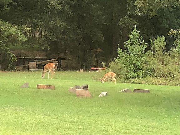 Fawns are ninja warriors too