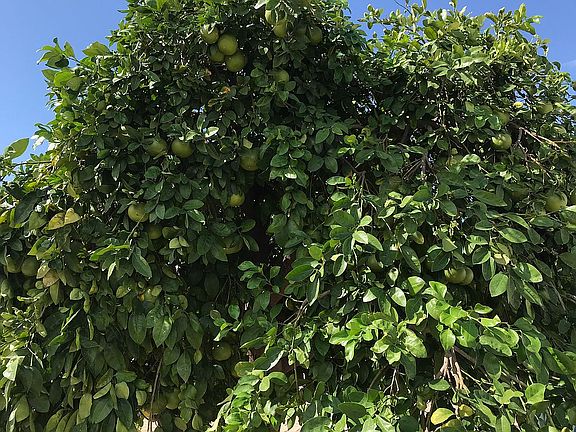 Grapefruit tree