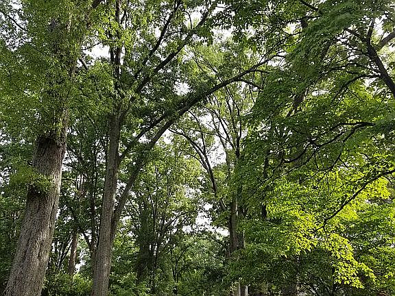 Beverly Drive - Street Trees
