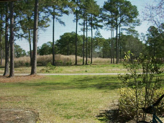view from living room