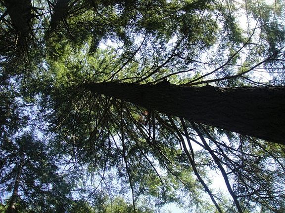 One of the fir trees along the path from the house to the orchar