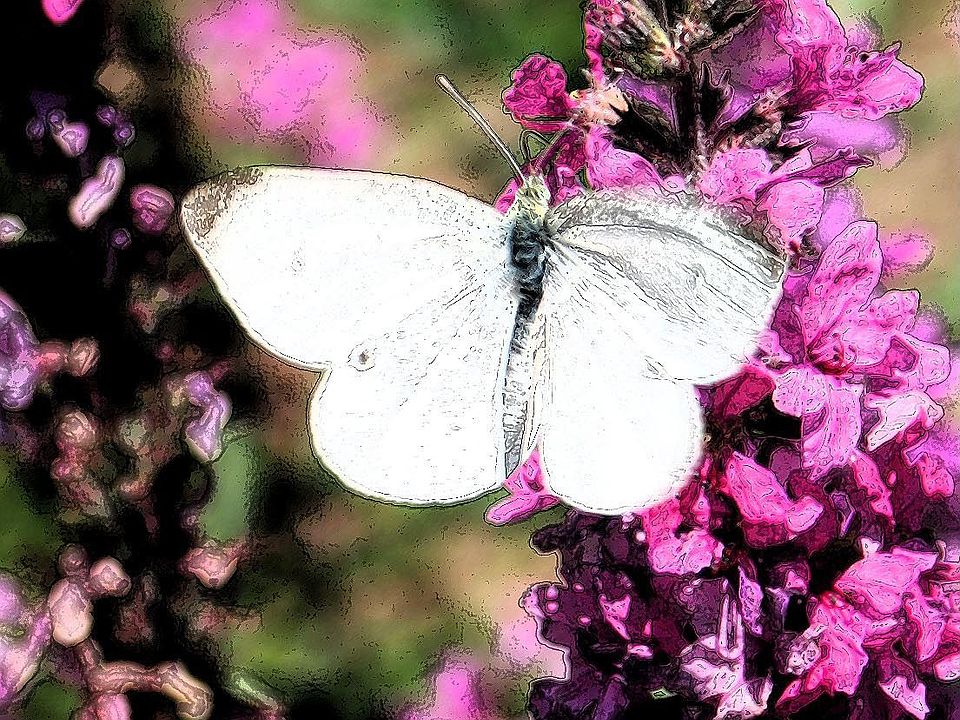 flowers in yard