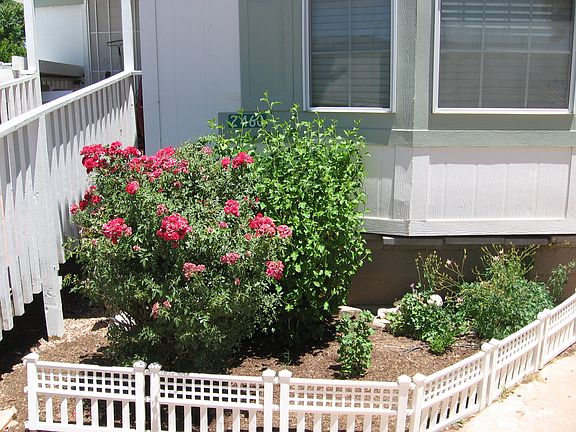 Rose & Flower Garden