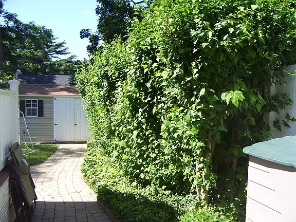 9ft high bush gives  privacy