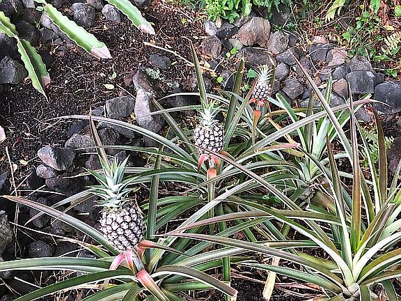 Pineapple and dragon fruit