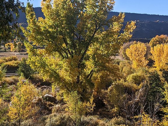 View into Oxbow Park/Animas River from Unit A deck