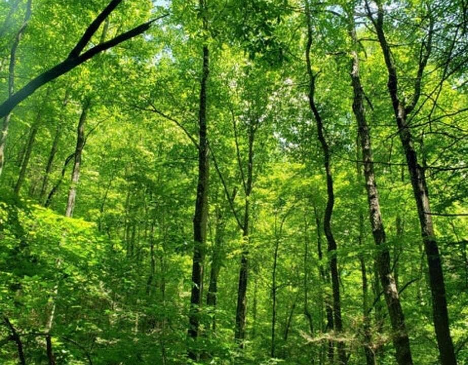 1st image of Watson Hollow Rd