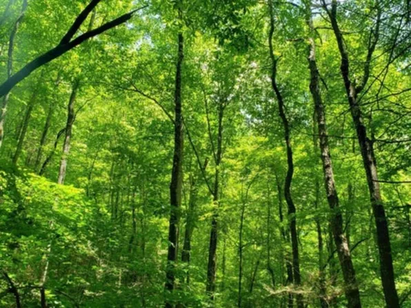 Watson Hollow Rd, Speedwell, TN 37870