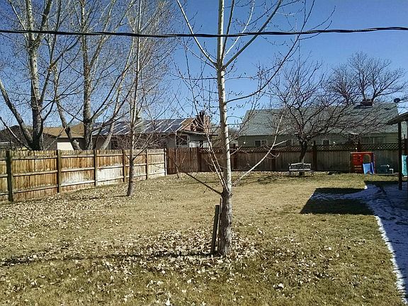 Back Yard/ Apricot Tree