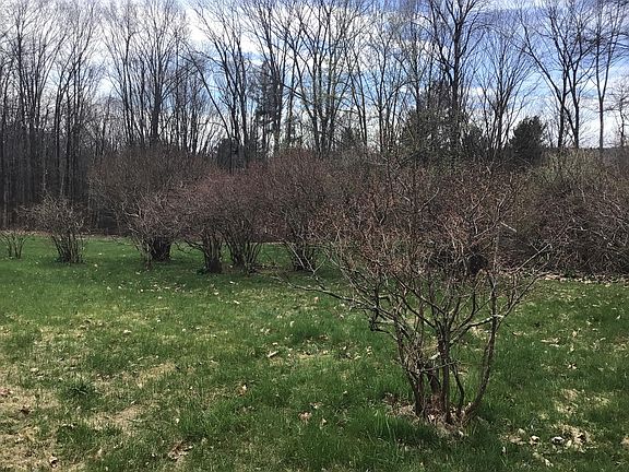 blueberry bushes on property
