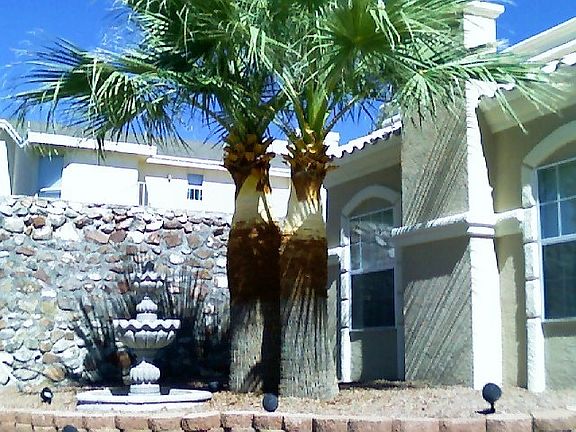 Shaved Palms in front