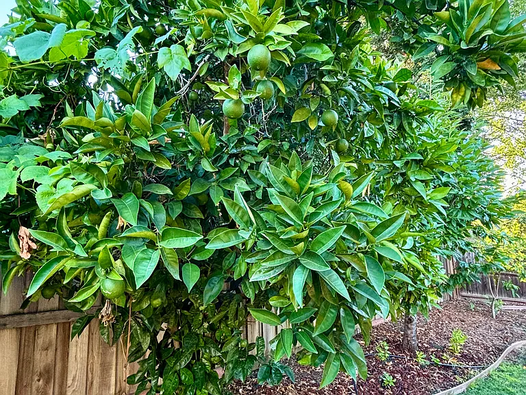 Backyard Oranges