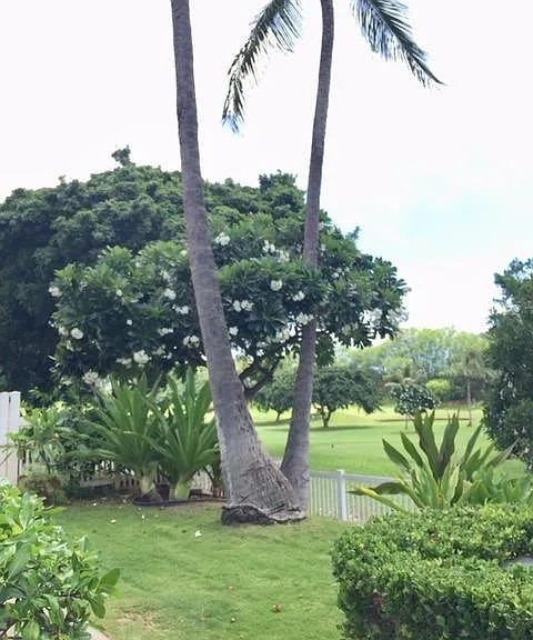 Aliinui Dr — Photo 66