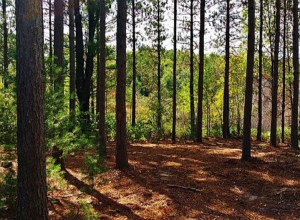 2nd image of Saddle Mound Lot#3