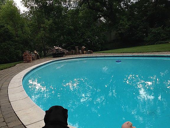 fenced back yard w/ pool